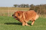 DOGUE DU TIBET 640
